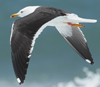 1cy fuscus in August, ringed in Finland. (81365 bytes)